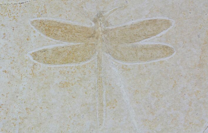 Fossil Dragonfly (Tharsophlebia) - Solnhofen Limestone #62852